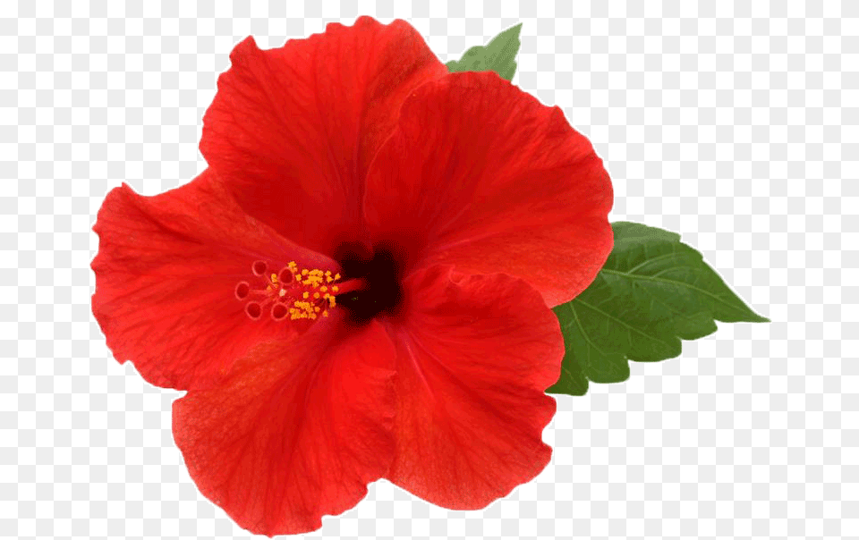 Hibiscus Picture, Flower, Plant, Rose Free Png