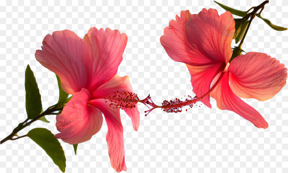 Hibiscus Plant, Flower, Petal, Pollen, Anther Png Image