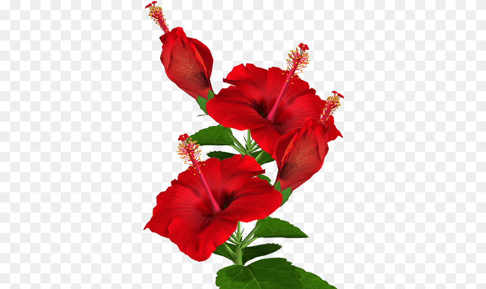 Hibiscus Plant Red Hibiscus Flower Free Transparent Png