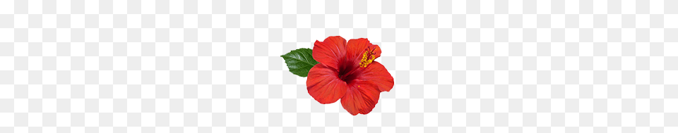 Hibiscus Rosa Sinensis Flower Benefits For Hair, Plant Free Png
