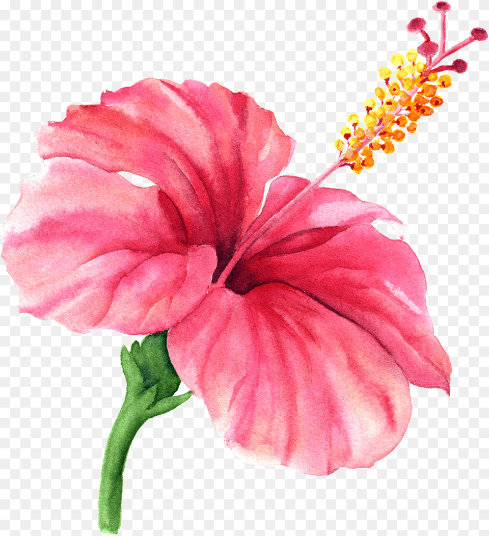 Hibiscus Rosemallows, Flower, Plant, Anther, Rose Free Transparent Png