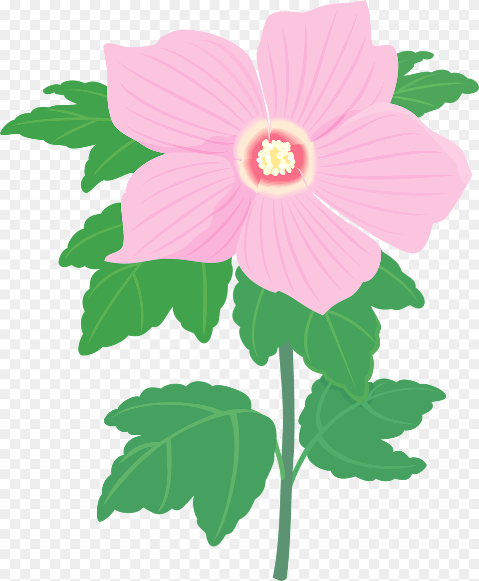 Hibiscus Syriacus Flower Clipart, Plant, Anemone, Anther Free Transparent Png
