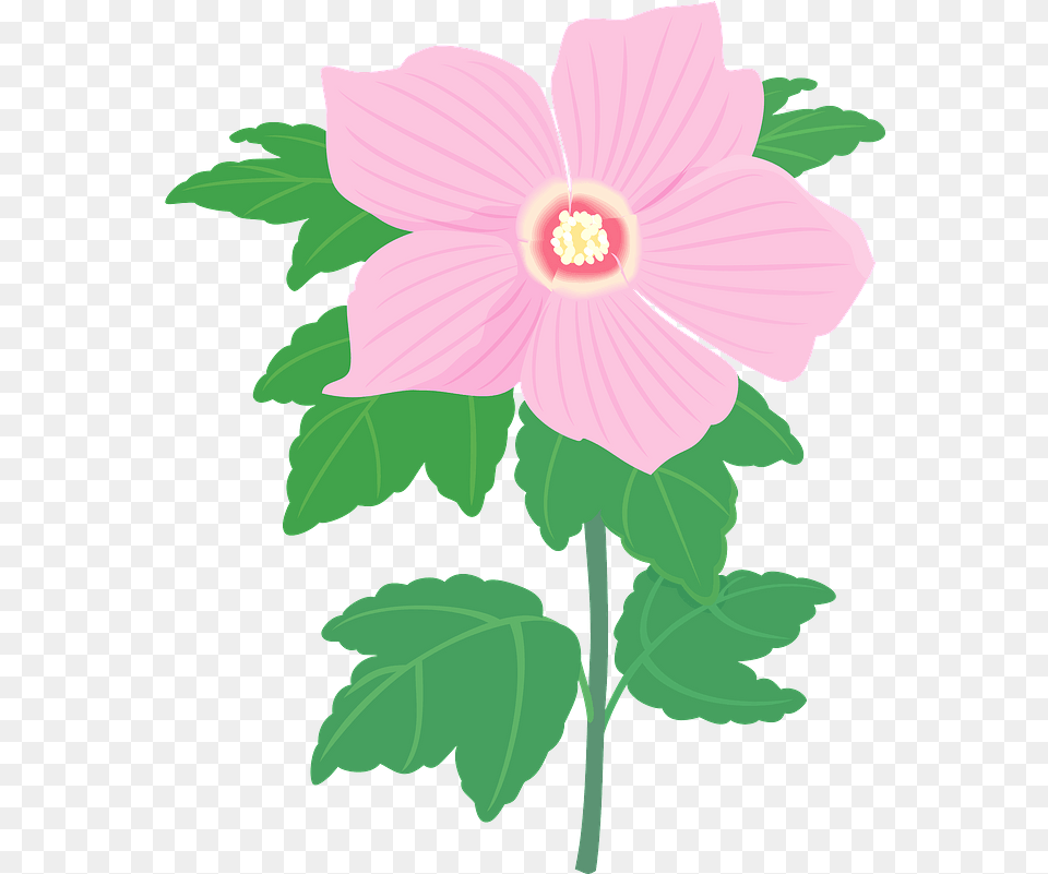 Hibiscus Syriacus Flower Clipart Hawaiian Hibiscus, Plant, Anemone, Anther, Geranium Png