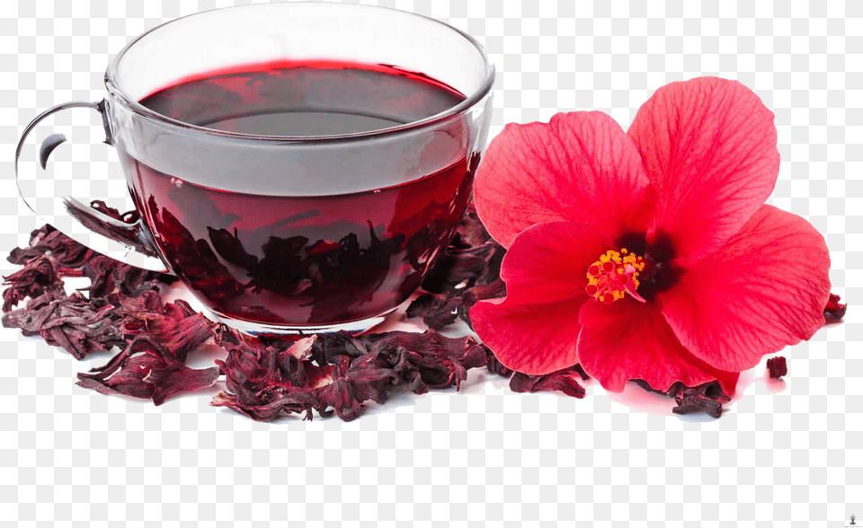 Hibiscus Tea, Flower, Plant, Petal, Cup Png Image