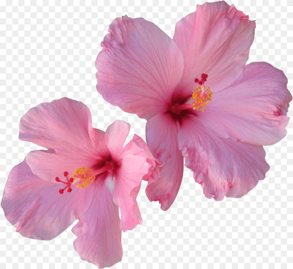 Hibiscus Tea Hair Flower Pink Hibiscus Flower Transparent, Plant, Rose, Anther Png Image