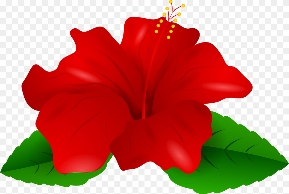 Hibiscus Transparent Clipart Free Red Hibiscus Flower Clipart, Plant, Person Png Image