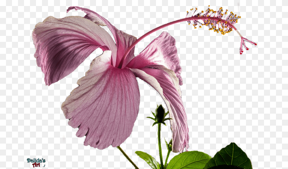 Hibiscus Transparent Fleur Hibiscus Fond Transparent, Flower, Plant, Pollen Free Png Download