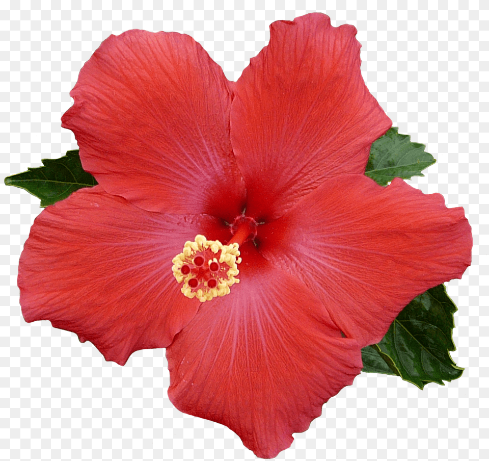 Hibiscus Transparent For Free Download On Mbtskoudsalg, Flower, Plant, Pollen Png Image
