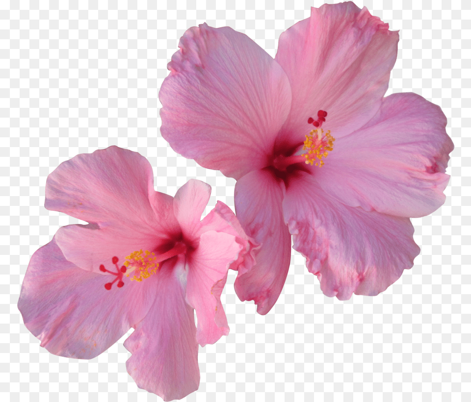 Hibiscus Transparent Hibiscus, Flower, Plant, Rose, Anther Free Png Download