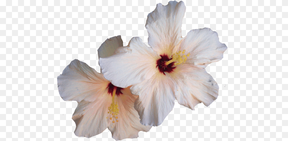 Hibiscus Transparent White Hibiscus Flower, Plant, Adult, Bride, Female Png Image