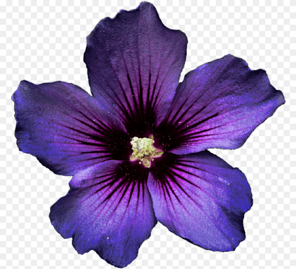 Hibiscus Transparent Purple Dark Purple Flower, Geranium, Plant, Petal, Anemone Png