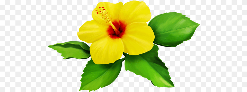 Hibiscus Yellow Bloom Flower Border Flowers White Bouqu Yellow Hibiscus Flower Clipart, Plant Free Png Download