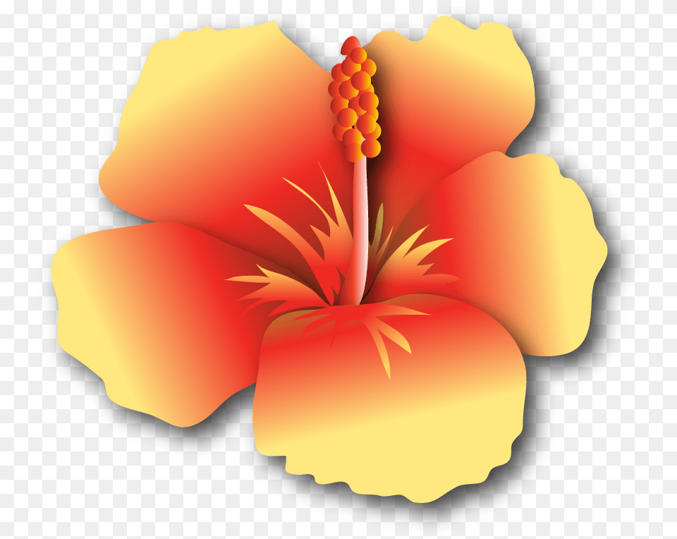 Hibiscus Yr, Flower, Plant, Person, Petal Png