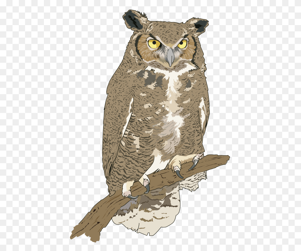Hibou Grand Duc Eagle Owl, Animal, Bird Free Png