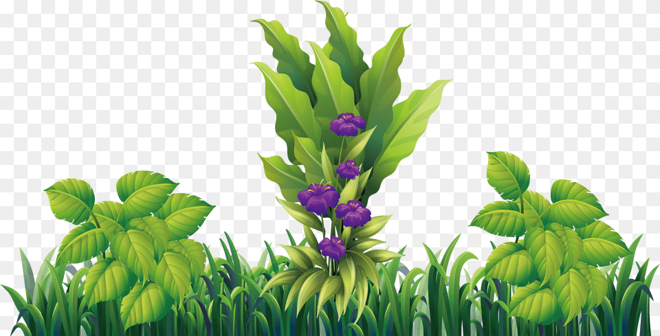 Hidden Ginger, Flower, Iris, Plant, Purple Png