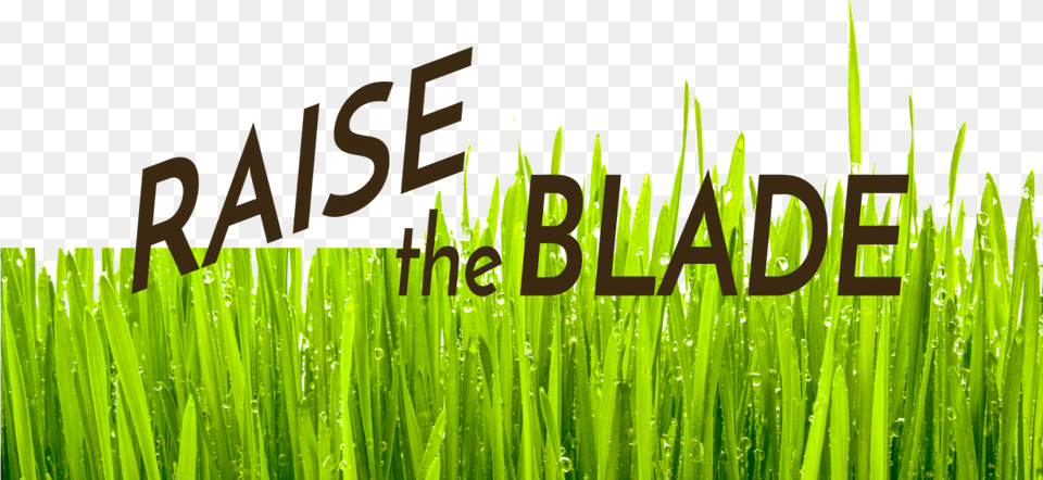 Hierochloe, Grass, Lawn, Plant, Vegetation Free Png