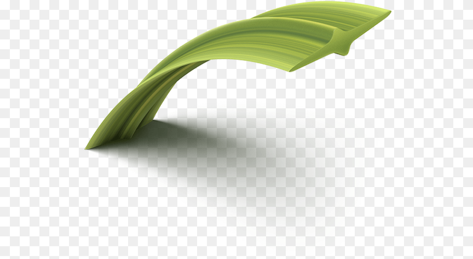 Hierochloe, Leaf, Plant, Food, Leek Png Image
