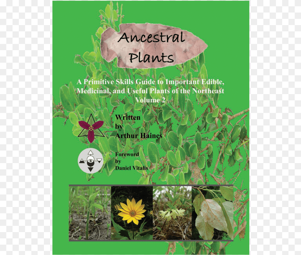 Hierochloe, Advertisement, Poster, Herbal, Herbs Free Png Download