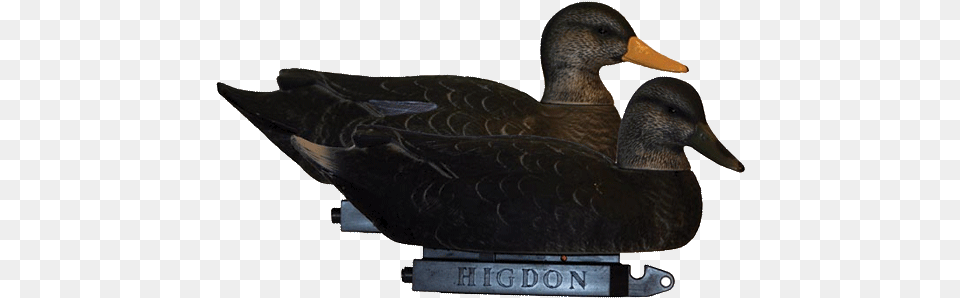 Higdon Battleship Super Magnum Black Duck Mallard, Animal, Anseriformes, Bird, Waterfowl Free Transparent Png