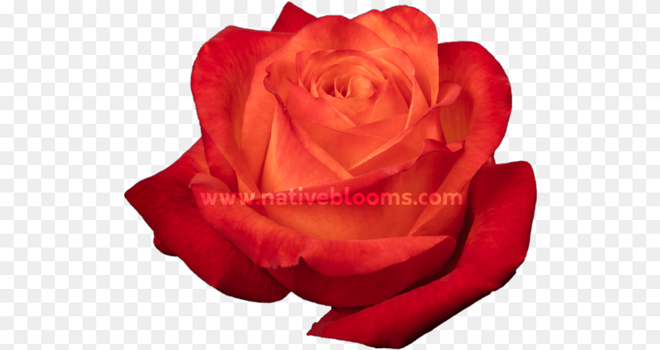 High Amp Intenzz Roses Floribunda, Flower, Plant, Rose, Petal Free Png