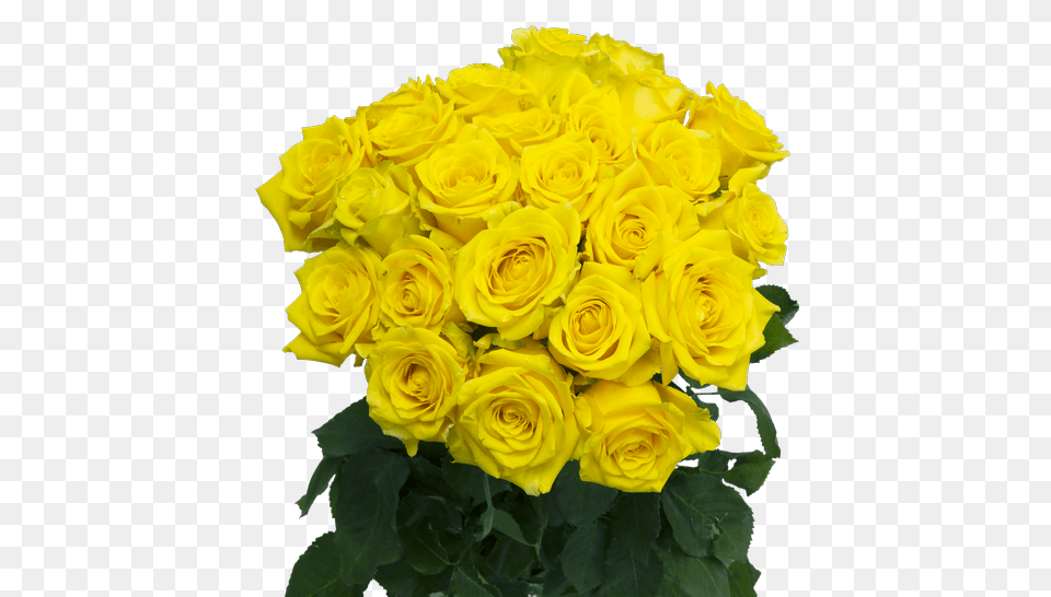 High And Exotic Yellow Rose 50cm Us Retail Flowers Floribunda, Flower, Flower Arrangement, Flower Bouquet, Plant Free Png Download