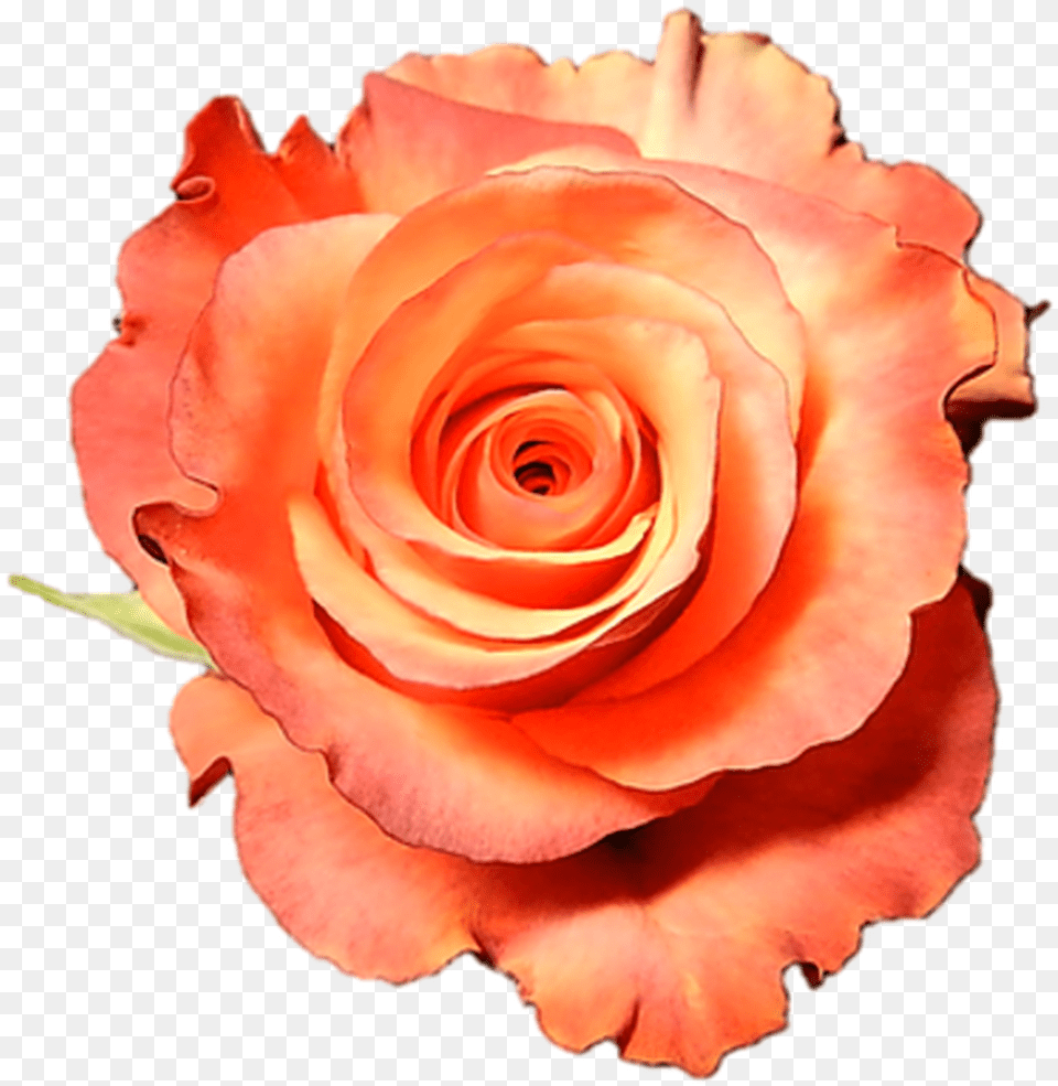 High And Sunshine Peach Roses Wholesale Long Stem 50 Cm Fresh, Flower, Plant, Rose, Petal Png