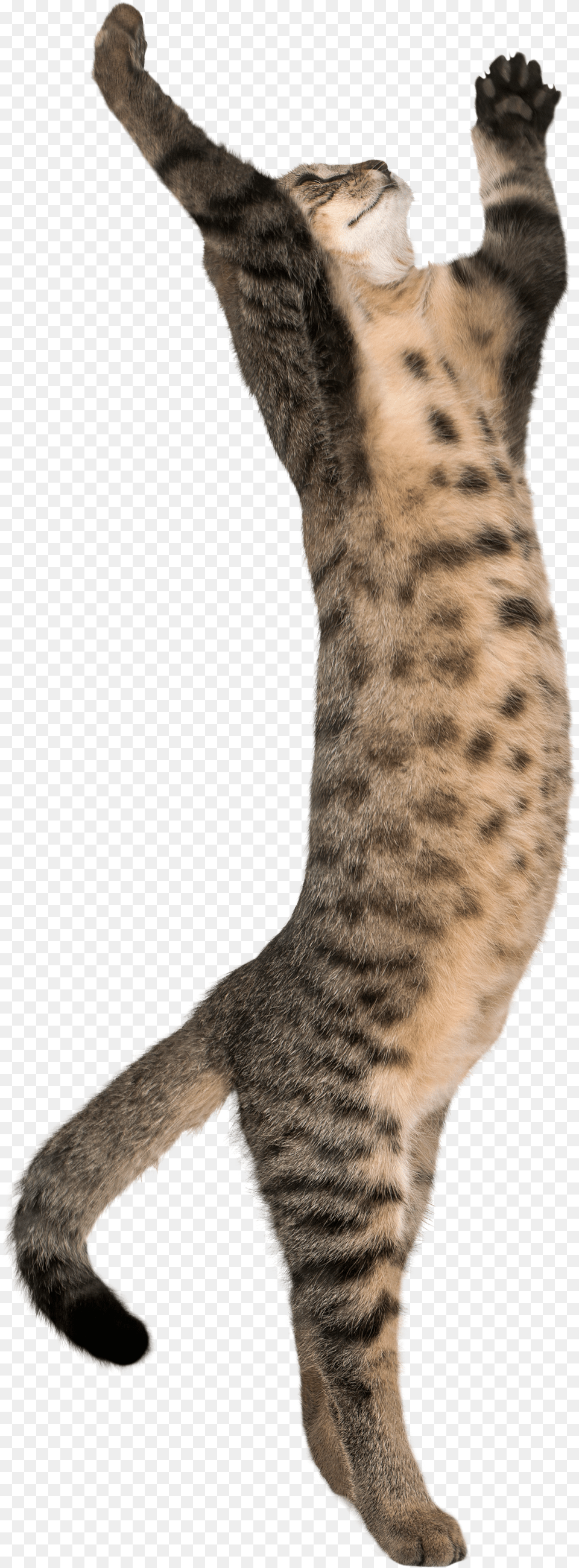 High Cat On Two Legs, Animal, Mammal, Pet, Egyptian Cat Free Png Download