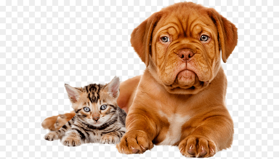 High Definition Dog And Cat, Animal, Canine, Kitten, Mammal Free Png Download