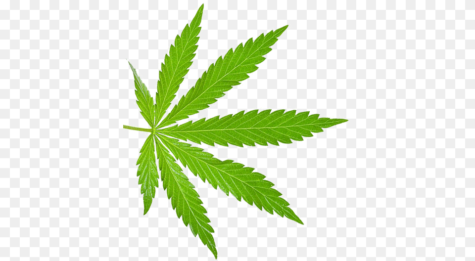 High Expectations Tours Marijuana Leaf, Plant, Weed, Hemp, Herbal Png Image