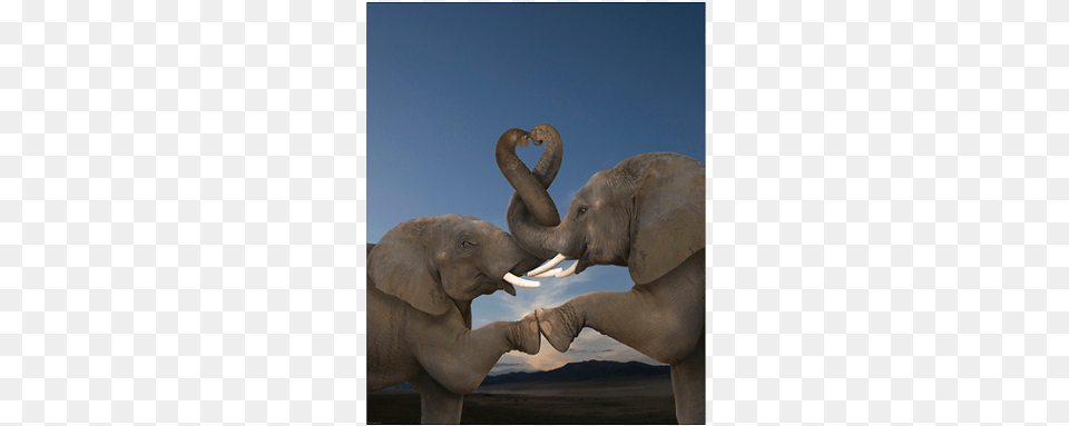 High Five And Cross My Trunk Gallery Wrapped Canvas Art Print 11 X 12 Entitled Romantic, Animal, Elephant, Mammal, Wildlife Free Png Download