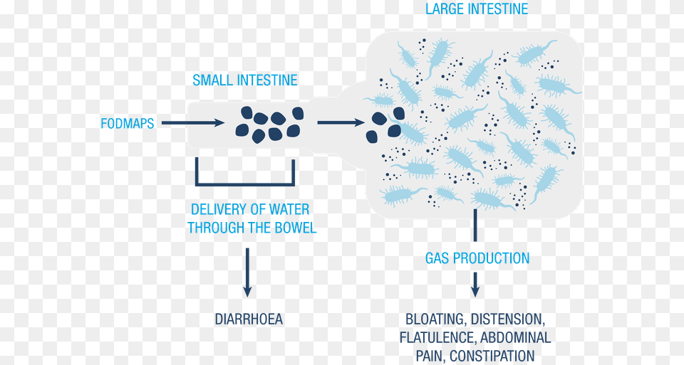 High Fodmap Foods That Can Trigger Ibs Symptoms Fodmap Diarrhea, Outdoors, Nature, Snow Png