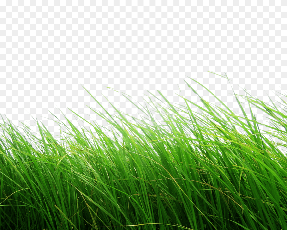 High Grass, Green, Plant, Vegetation, Lawn Free Png