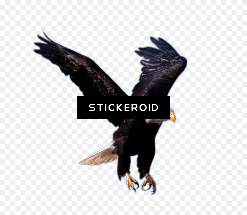 High On Eagles Wings Download Background Eagle Logo, Animal, Bird, Beak Free Transparent Png
