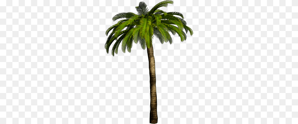 High Palm Tree, Palm Tree, Plant, Leaf Png Image