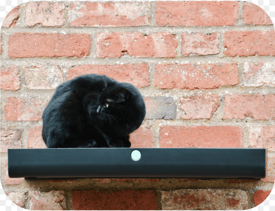 High Plate Catipilla Black Cat, Brick, Animal, Architecture, Building Free Transparent Png