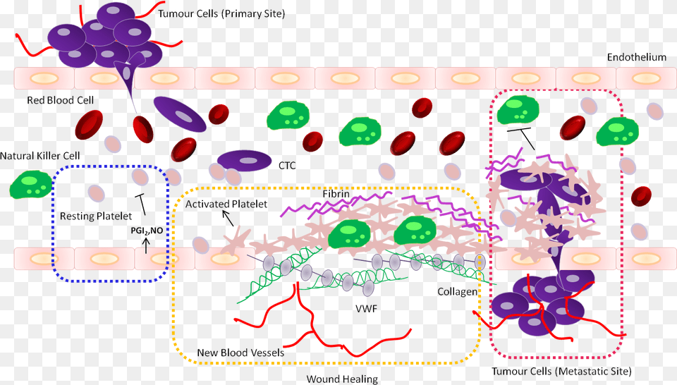 High Purity Enrichment Of Disease Specific Genomes Cancer Cell And Platelet, Art, Graphics, Pattern, Purple Png Image