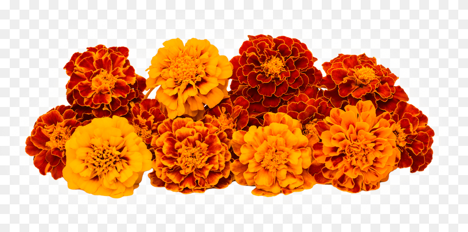 High Purity Marigold Extract Lutein And Zeaxanthin Marigold Petals, Dahlia, Flower, Plant, Carnation Free Png