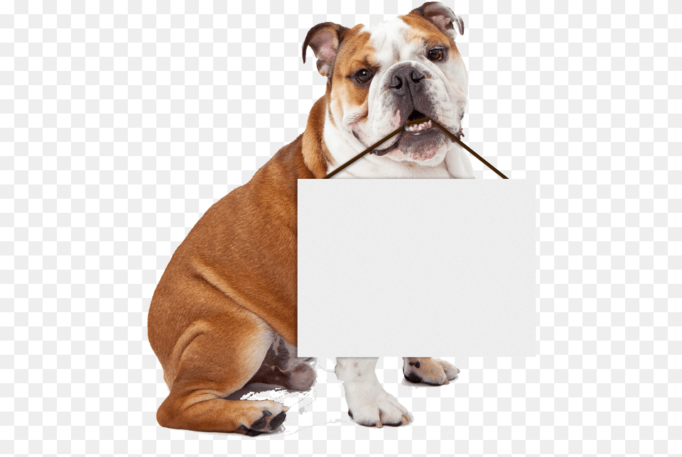 High Quality Bulldog Holding Blank Sign Blank Meme Happy Easter English Bulldogs, Animal, Canine, Dog, Mammal Free Png