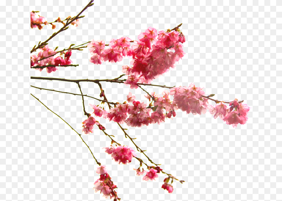 High Quality Cherry Blossom Cliparts, Flower, Plant, Cherry Blossom, Petal Free Png