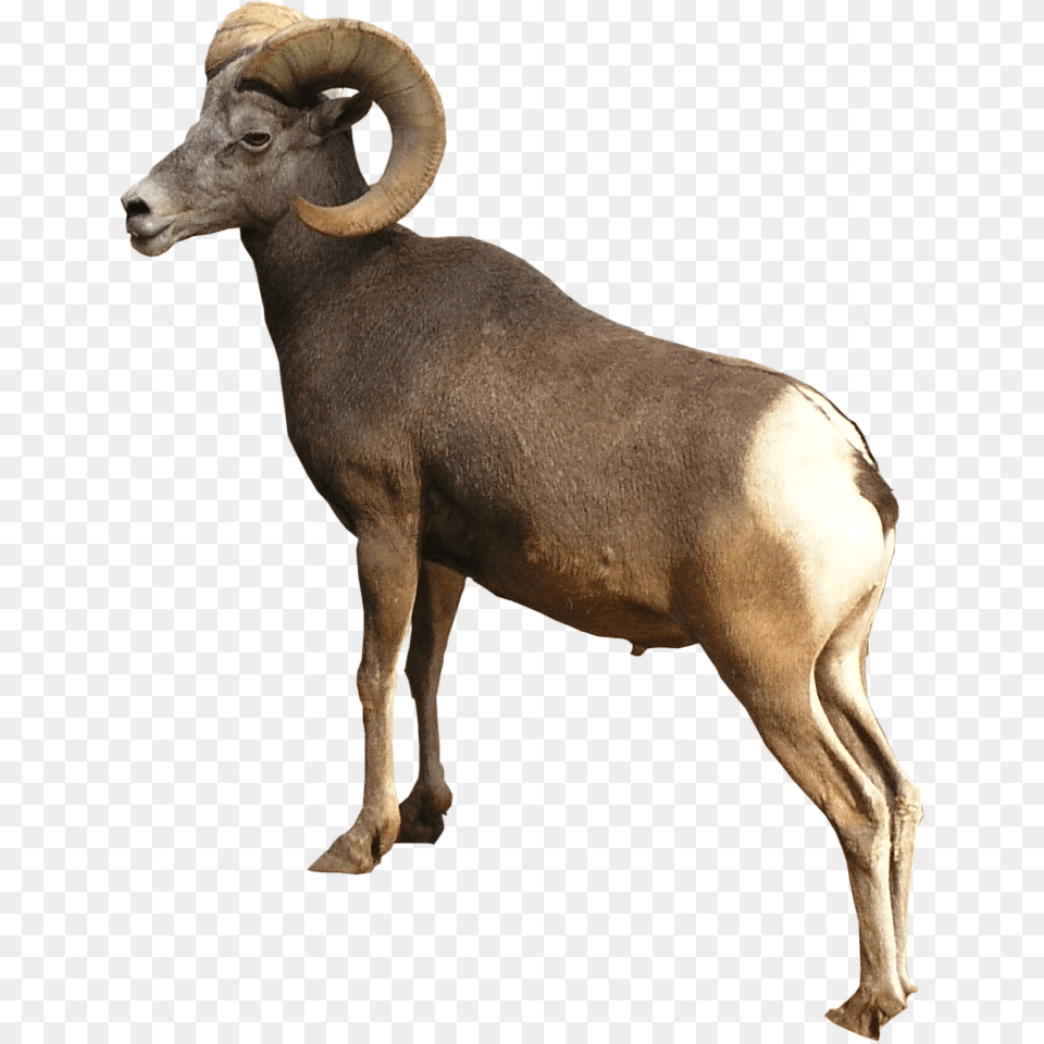 High Quality Corsican Ram, Animal, Antelope, Mammal, Wildlife Png Image