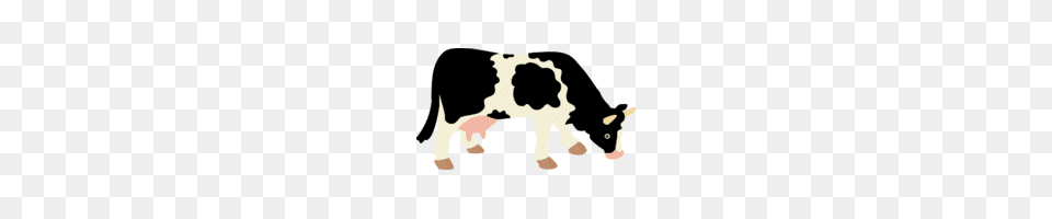 High Quality Cows Images, Animal, Cattle, Cow, Dairy Cow Free Transparent Png