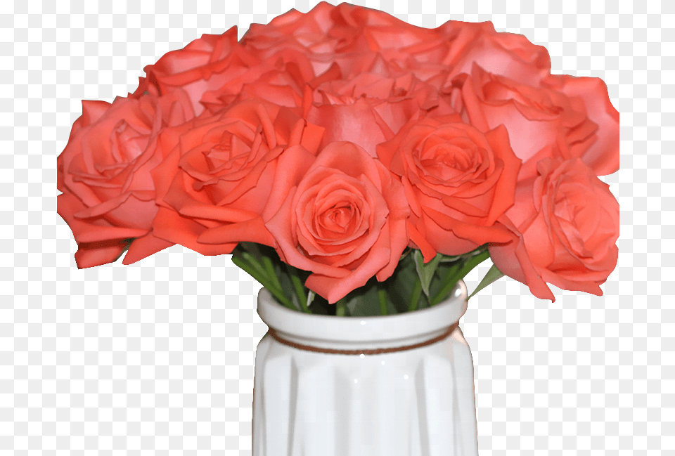 High Quality Fresh Cut Flower Rose From Kunming China Garden Roses, Flower Arrangement, Flower Bouquet, Plant Png Image