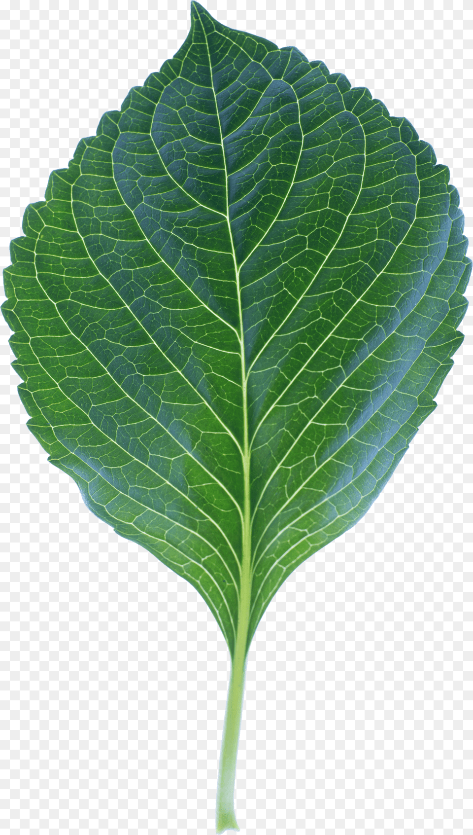 High Quality Leaf Photo Leaf, Plant Free Transparent Png