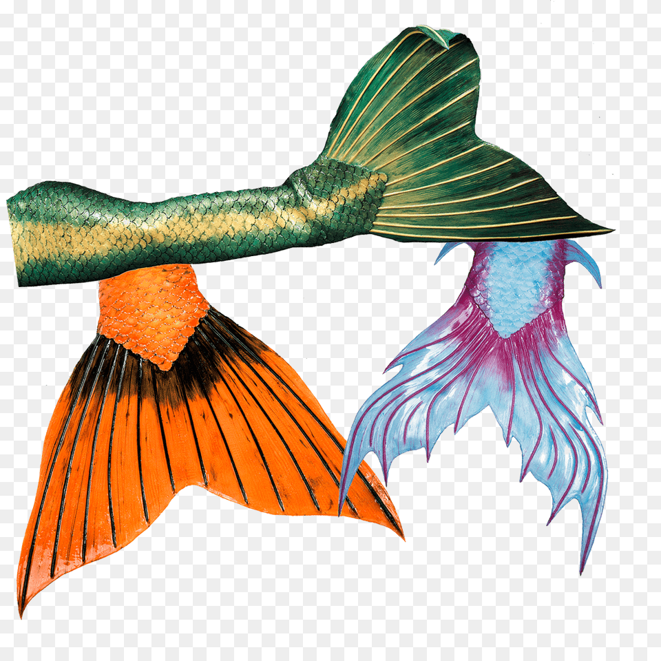 High Quality Mermaid Tails, Aquatic, Water, Animal, Bird Free Png Download