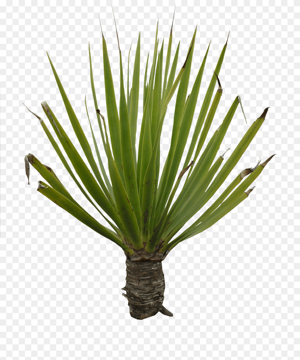 High Quality Plant, Agavaceae Free Png