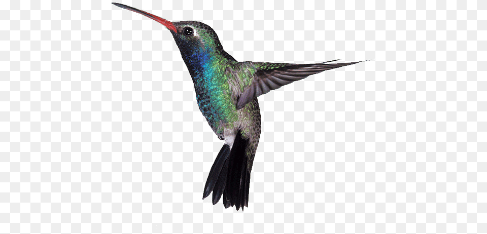 High Quality Raymond Bowman Definition Hd Hummingbird Disruptive Selection Example In Nature, Animal, Bird Png