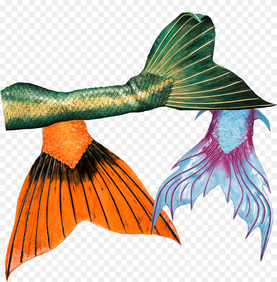 High Quality Silicone Mermaid Tails From Mermaid Kat Mermaid Silikone Tails, Animal, Sea Life, Bird, Fish Free Png