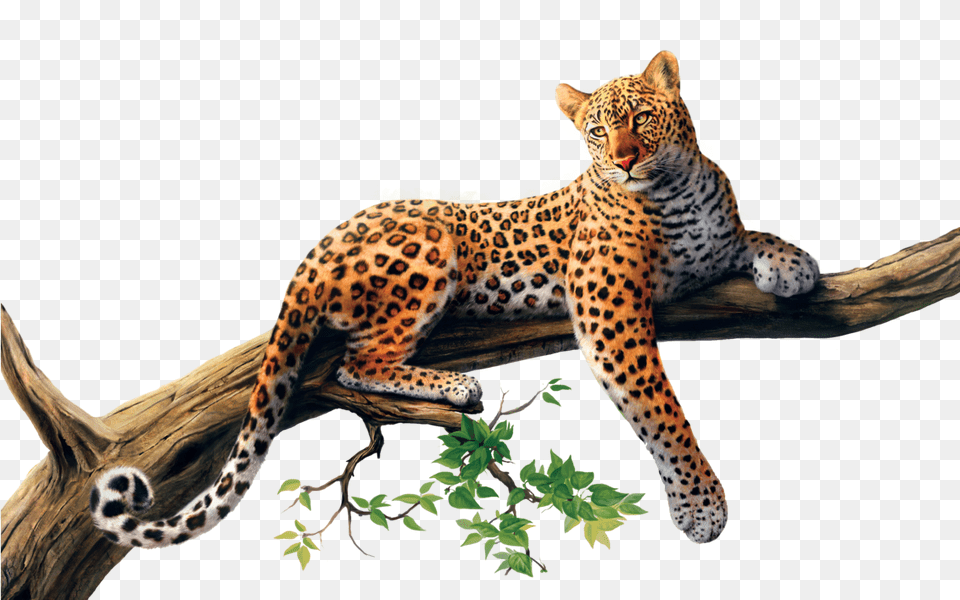 High Quality Sri Lankan Leopard, Animal, Mammal, Panther, Wildlife Png Image