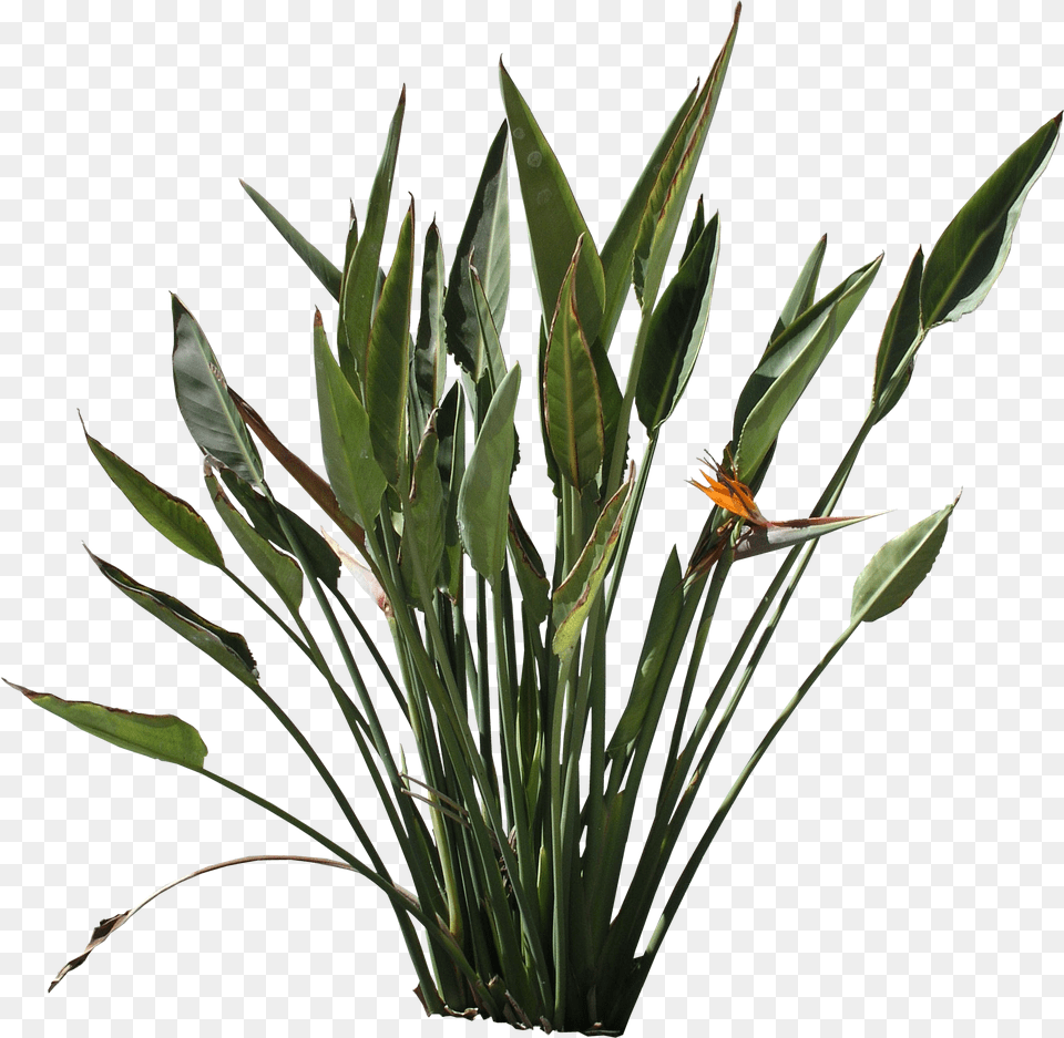 High Quality Strelitzia Reginae Flora Textures Furcraea, Flower, Flower Arrangement, Plant, Leaf Free Png