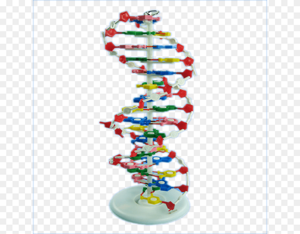 High Quality Teaching Aids Human Dna Double Helix Model Harga Alat Peraga Dna, Toy Png Image